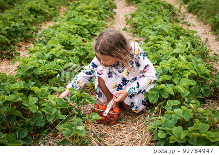 Child girl picking strawberries. Kids pick fresh fruit on organic strawberry farm. Children gardening and harvesting. Toddler kid eating ripe healthy berry. Outdoor family summer fun in the country Child girl picking strawberries. Kids pick fresh fruit on organic strawberry farm. Children gardening and harvesting. Toddler kid eating ripe healthy berry. Outdoor family summer fun in the country 92784947