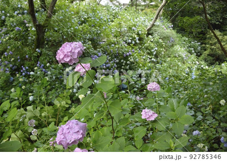 【奈良県大和郡山市】矢田寺の紫陽花 【奈良県大和郡山市】矢田寺の紫陽花 92785346