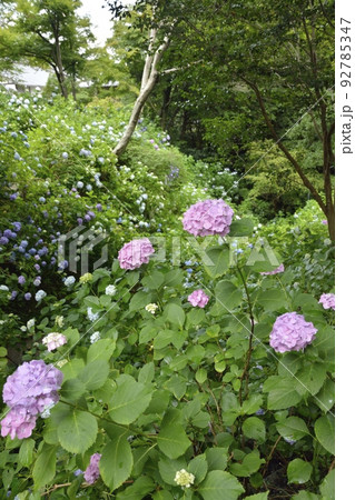 【奈良県大和郡山市】矢田寺の紫陽花 【奈良県大和郡山市】矢田寺の紫陽花 92785347
