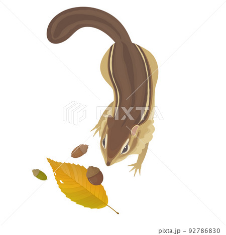 上から見たシマリスとドングリと落ち葉のイラスト 92786830