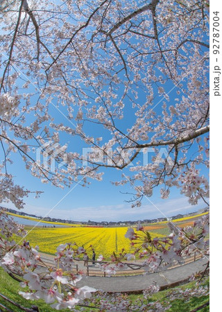 あさひ舟川べりから見た桜と菜花とチューリップ 92787004