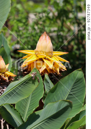 チュウキンレン（地湧金蓮・チャイニーズイエローバナナ）の大きな