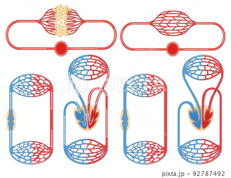 Set of cell division process 92787492