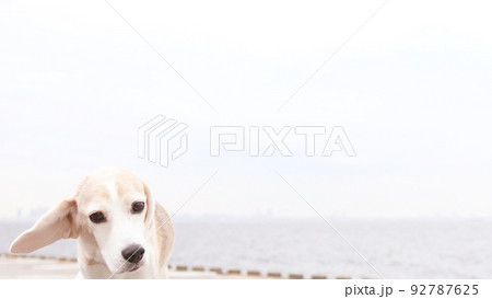 風になびくビーグル犬のお耳 92787625