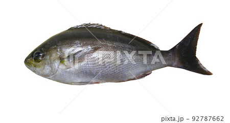 日本の人気海水魚イサキの切り抜き白背景画像 日本の人気海水魚イサキの切り抜き白背景画像 92787662