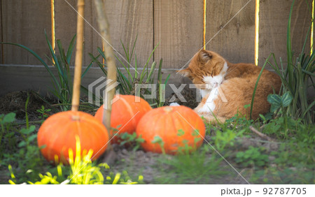 Cute cat lick his hair and lay down near the wooden fence. 92787705