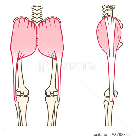 大臀筋、大腿筋膜張筋、腸脛靭帯、お尻の筋肉、後面、側面 大臀筋、大腿筋膜張筋、腸脛靭帯、お尻の筋肉、後面、側面 92788315