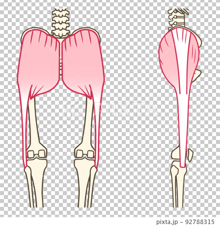 大臀筋、大腿筋膜張筋、腸脛靭帯、お尻の筋肉、後面、側面 大臀筋、大腿筋膜張筋、腸脛靭帯、お尻の筋肉、後面、側面 92788315