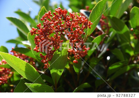 サンゴジュの実 サンゴジュの実 92788327