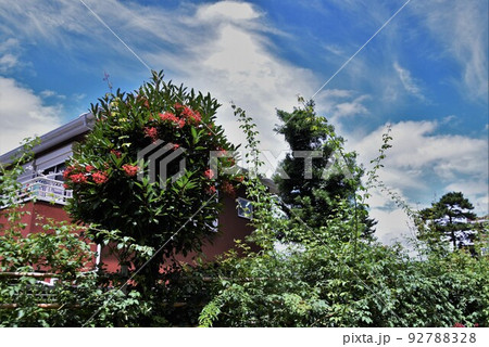 サンゴジュの実 サンゴジュの実 92788328