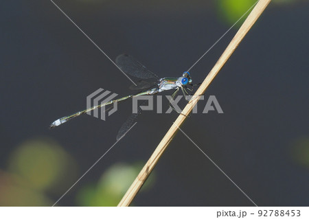 アオイトトンボ（オス） 92788453