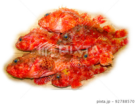 猛毒でも美味な白身の高級魚。複数のオニカサゴをまな板の上で撮影。周りの背景を白く飛ばした画像。 92788570
