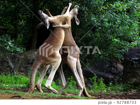 カンガルーの争い 92788733