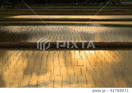 横浜市　寺家ふるさと村　田んぼ 92789071