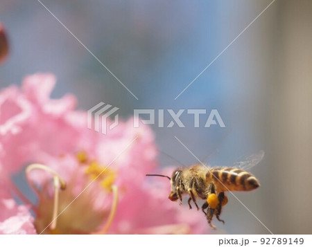 まっしぐらー！（サルスベリの花に飛んで行くミツバチのクローズアップ） 92789149