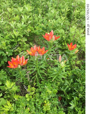 エゾスカシユリ 92789240