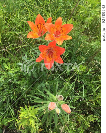 エゾスカシユリ エゾスカシユリ 92789242