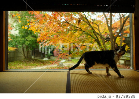 紅葉を背景に歩くキジ猫 92789539