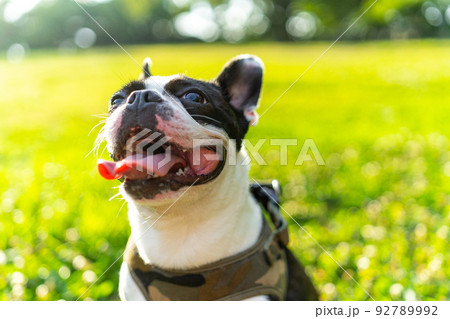 ボストン・テリア ボストン・テリア 92789992