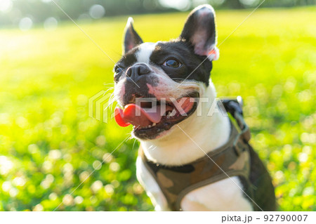 ボストン・テリア 92790007