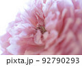 ピンク色の薔薇の花のクローズアップ 92790293