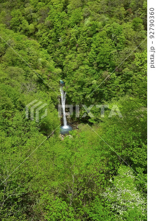 那須高原の駒止の滝（観瀑台から）にシロヤシオツツジ 92790360