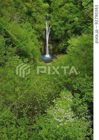 那須高原の駒止の滝(観瀑台から)にシロヤシオツツジ 那須高原の駒止の滝(観瀑台から)にシロヤシオツツジ 92790363