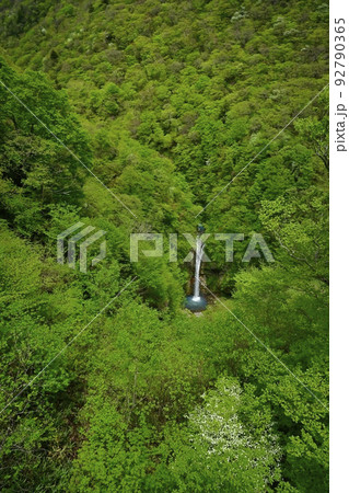 那須高原の駒止の滝（観瀑台から）にシロヤシオツツジ 92790365