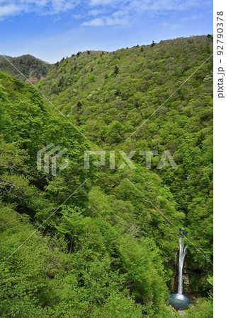 那須高原の駒止の滝（観瀑台から）にシロヤシオツツジ 92790378