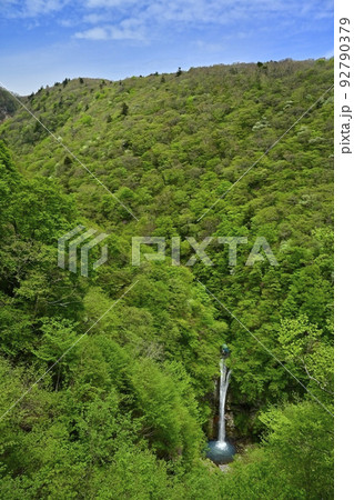 那須高原の駒止の滝(観瀑台から)にシロヤシオツツジ 那須高原の駒止の滝(観瀑台から)にシロヤシオツツジ 92790379