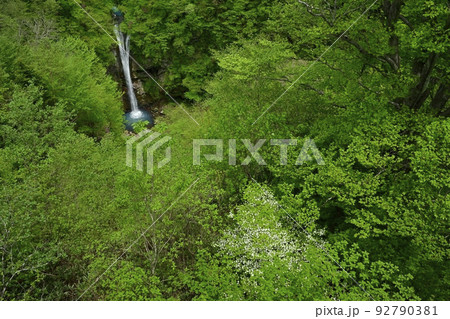 那須高原の駒止の滝(観瀑台から)にシロヤシオツツジ 那須高原の駒止の滝(観瀑台から)にシロヤシオツツジ 92790381