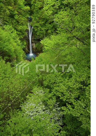 那須高原の駒止の滝（観瀑台から）にシロヤシオツツジ 92790389