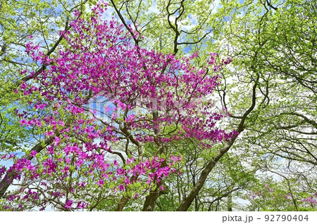 那須高原の駒止の丘に咲くミツバツツジ 那須高原の駒止の丘に咲くミツバツツジ 92790404