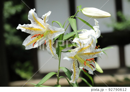 神奈川県花　ヤマユリ 92790612