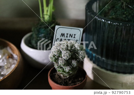 観葉植物 観葉植物 92790753
