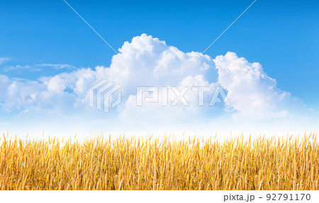 Yellow wheat or rye field and blue sky with clouds 92791170