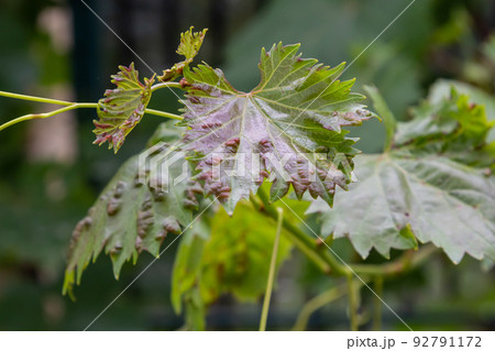 Grapevine leaves with Erinosis, a disease of the mite Colomerus vitis. 92791172