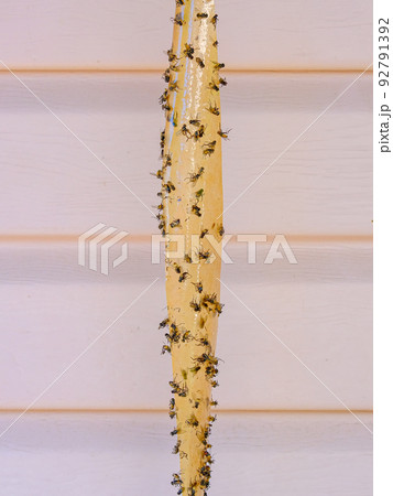 A lot of flies stuck to the sticky tape 92791392