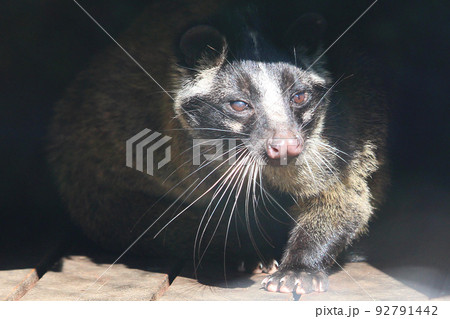 辺りを警戒するハクビシン 辺りを警戒するハクビシン 92791442