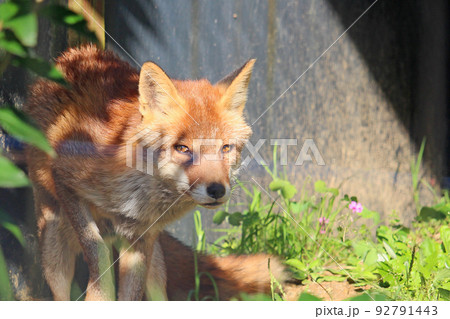 キツネの鋭い眼差し 92791443