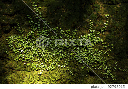 苔に自生する緑の葉 苔に自生する緑の葉 92792015
