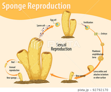 Diagram showing sponge reproduction 92792170