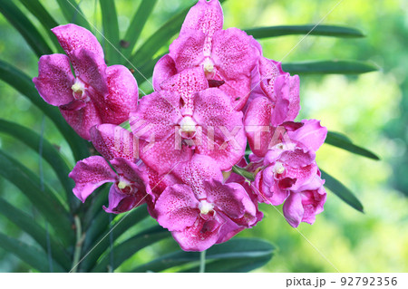 purple vanda orchid in garden 92792356