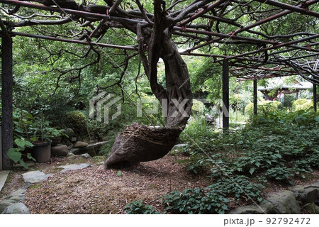 子安地蔵寺_藤の木 92792472