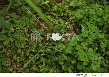 子安地蔵寺_一輪の小さな花 子安地蔵寺_一輪の小さな花 92792477