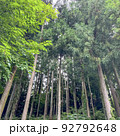 高く伸びる樹木 92792648