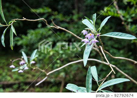 子安地蔵寺_朱色の小さな花 子安地蔵寺_朱色の小さな花 92792674