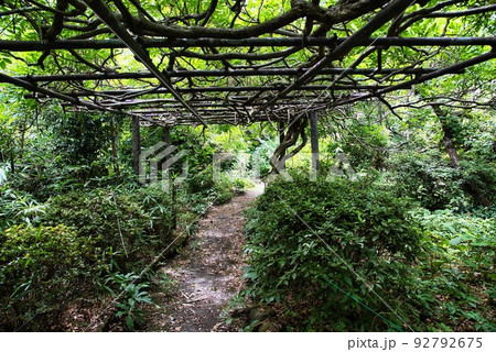 子安地蔵寺_夏のふじの木の棚 子安地蔵寺_夏のふじの木の棚 92792675