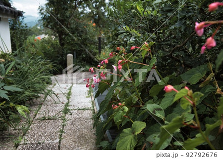 子安地蔵寺_赤い小さな花と石畳の道 子安地蔵寺_赤い小さな花と石畳の道 92792676