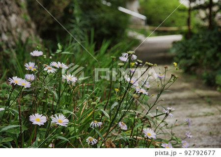 子安地蔵寺_白紫の小さな花 92792677